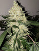 Lilac Diesel Rbx2
