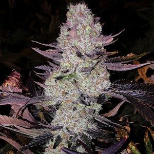 Grape Diamonds R2