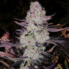 Grape Diamonds R2