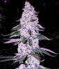 ETHOS Hash Plant Bx1