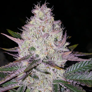 Lemon Berry Candy OG Bx2