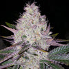 Lemon Berry Candy OG Bx2