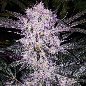 Lilac Cookies Bx2