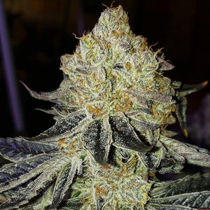 Mandarin Zkittlez F-1