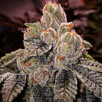OG D LUX Bx3