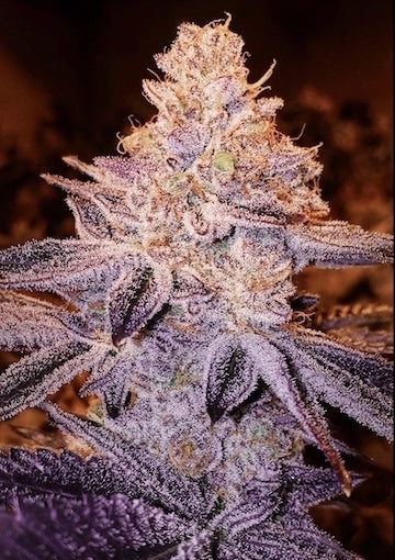Peach CrescendO F-1