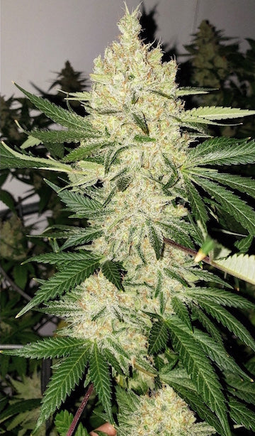 Super Lemon Haze F-5
