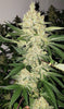 Super Lemon Haze F-5