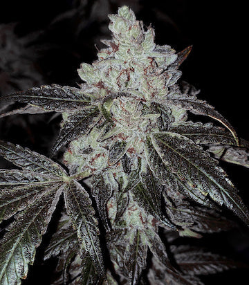 OG Kush Auto RbX