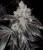 OG Kush Auto RbX