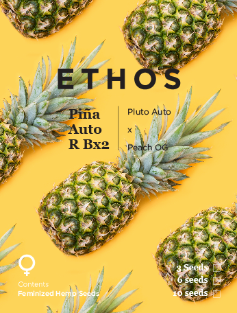 Pina Auto RBx2