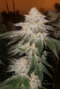 Pina Auto RBx2