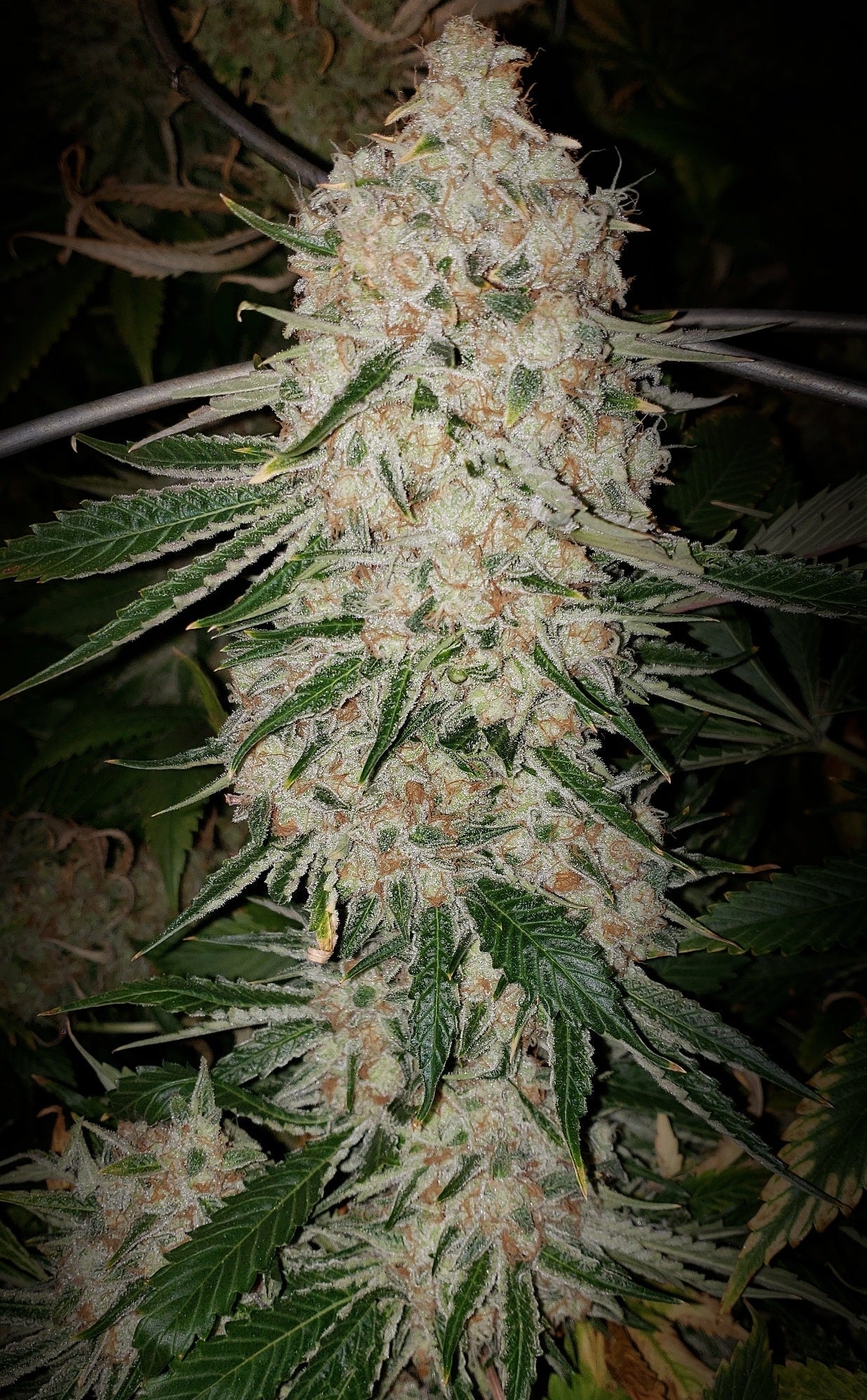 Pluto Cut Auto R F3