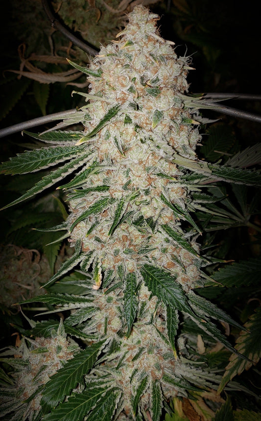 Pluto Cut Auto R F3