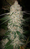 Pluto Cut Auto R F3