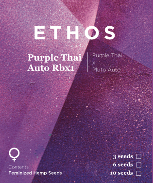 Purple Thai Auto Rbx