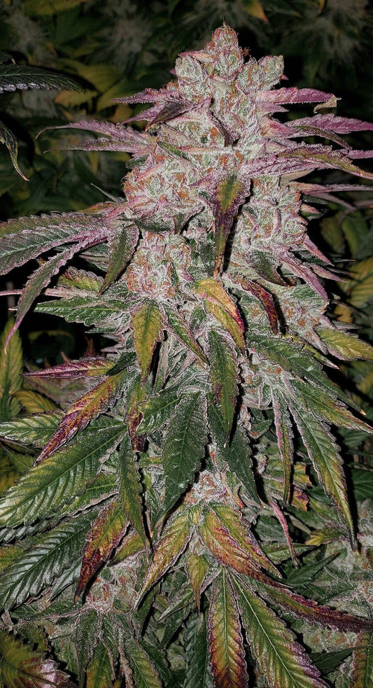 Purple Thai Auto Rbx