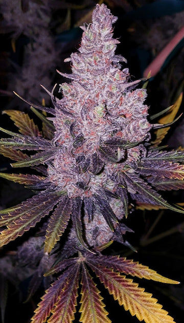 Member OG? F-1