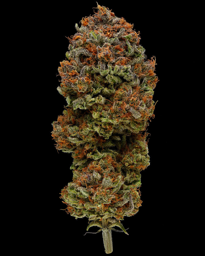 Blueberry Muffin (M/F)