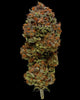 Blueberry Muffin (M/F)