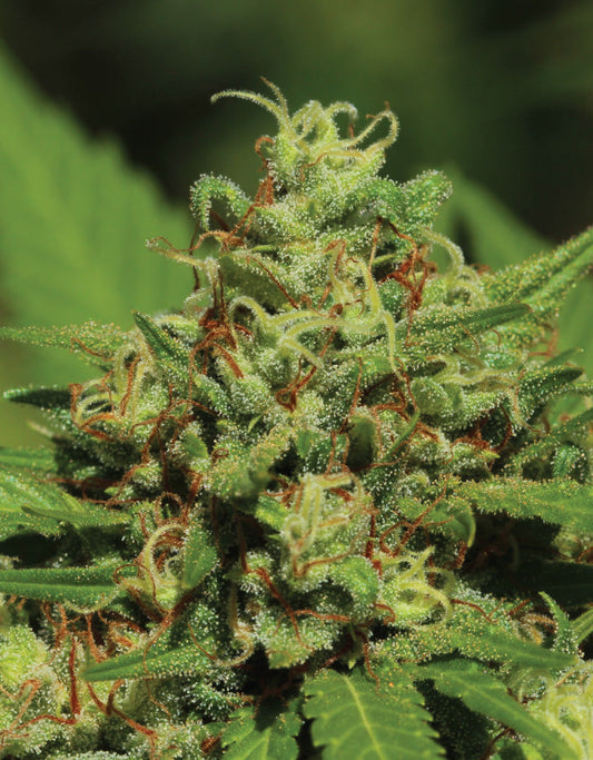 Emerald Fire OG (F)