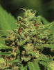 Emerald Fire OG (F)