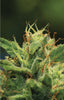 Humboldt Sour Diesel (M/F)