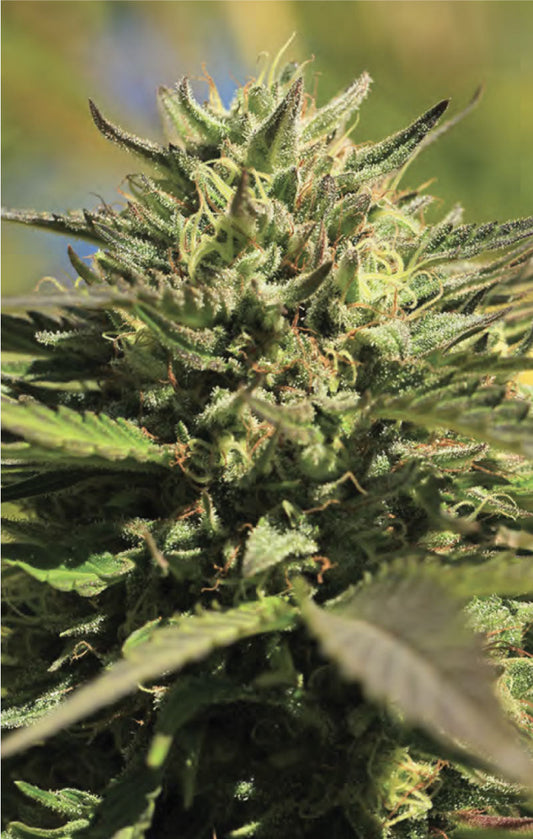 OG Kush (AUTO)