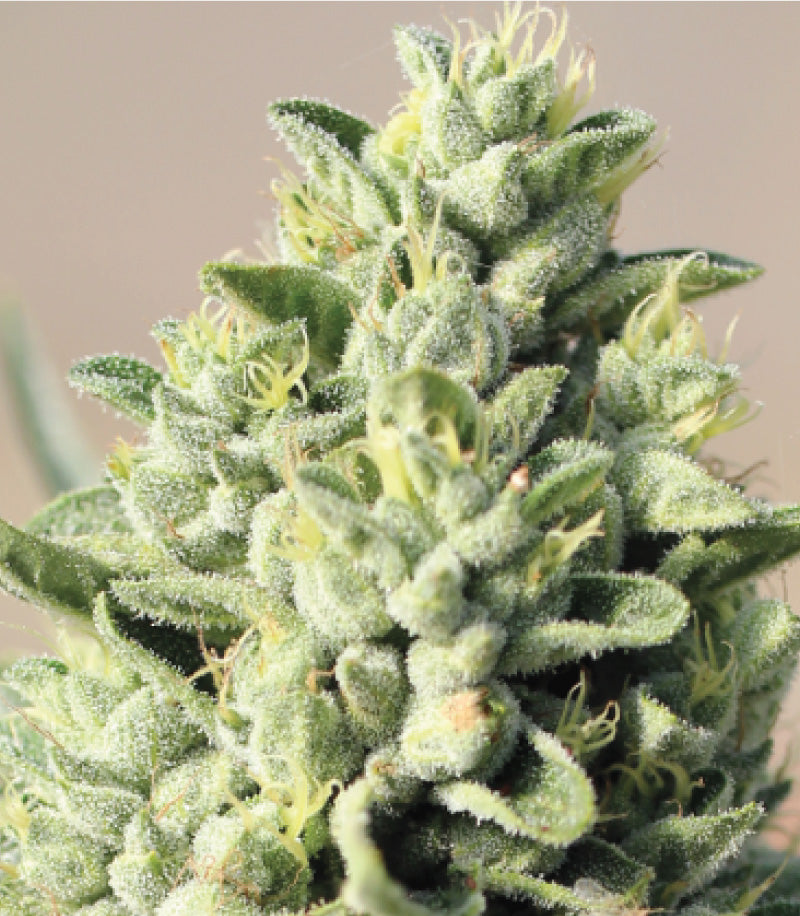 Old Growth OG (F)