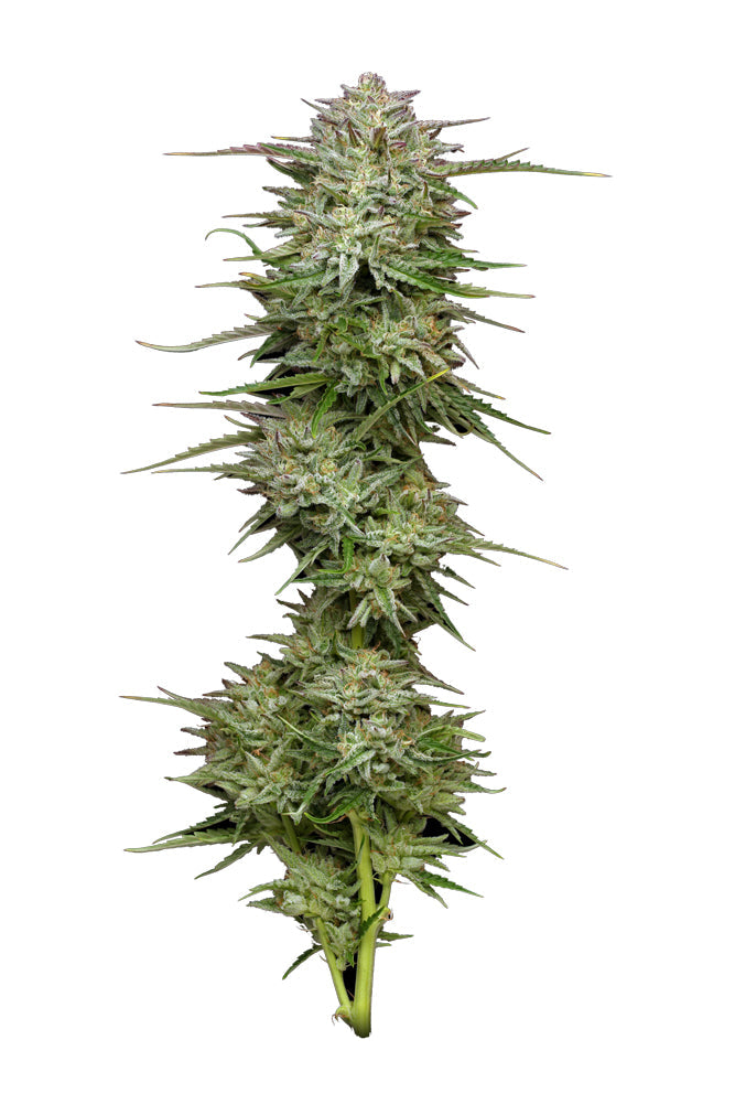 magic melon autoflower