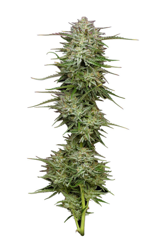 magic melon autoflower