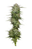 magic melon autoflower