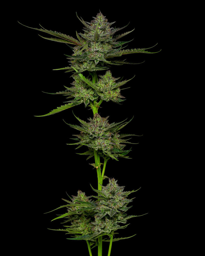 Sour Apple