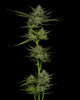 Sour Apple