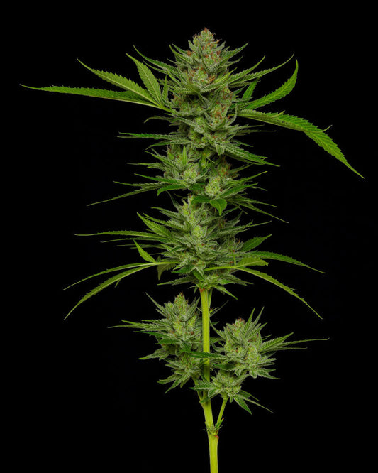Stoopid Fruits (M/F)