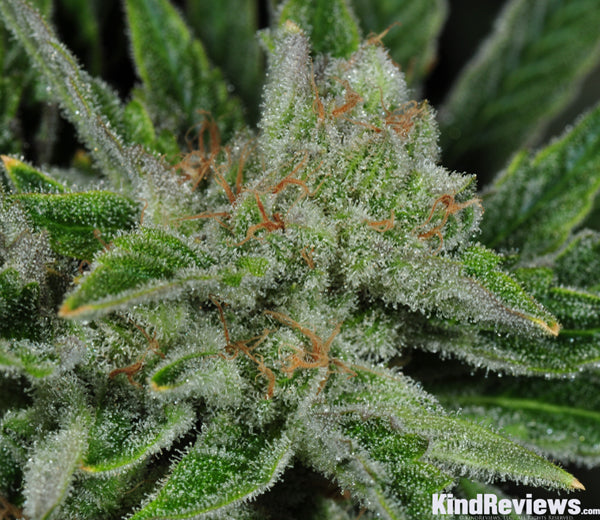 Ghost Train Haze #1 (F)
