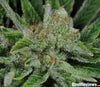 Ghost Train Haze #1 (F)