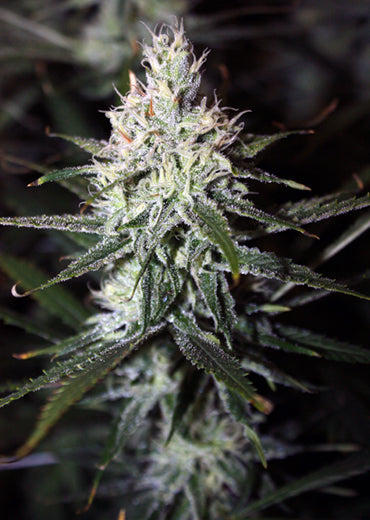 Moonshine Haze