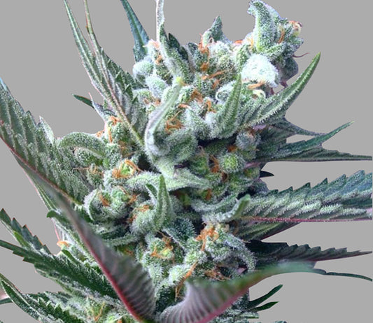 moonshine ghost train strain
