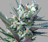 moonshine ghost train strain