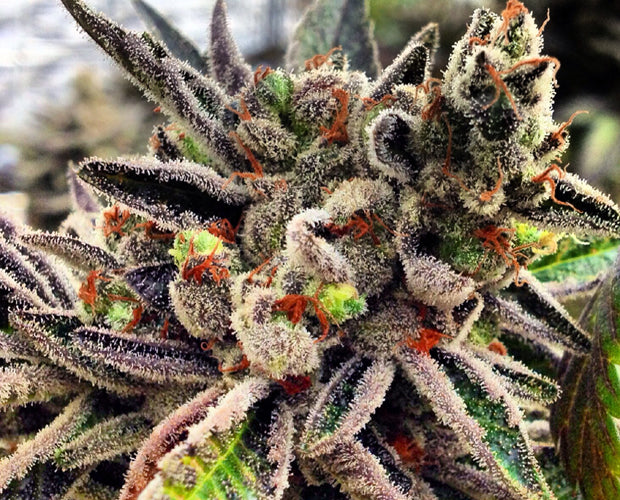 Scott's OG (F)