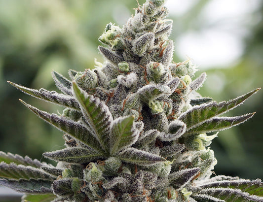 Scott's OG (F)