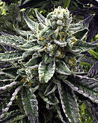 Commerce City Kush
