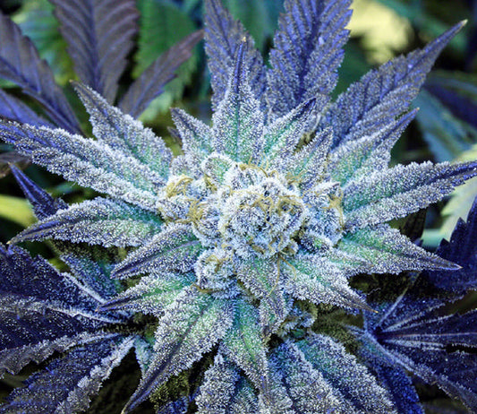 night terror strain