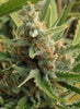 Tangerine Kush