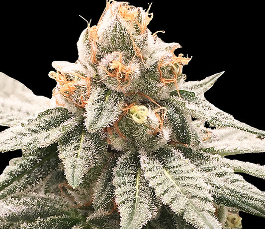 lemon oasis strain