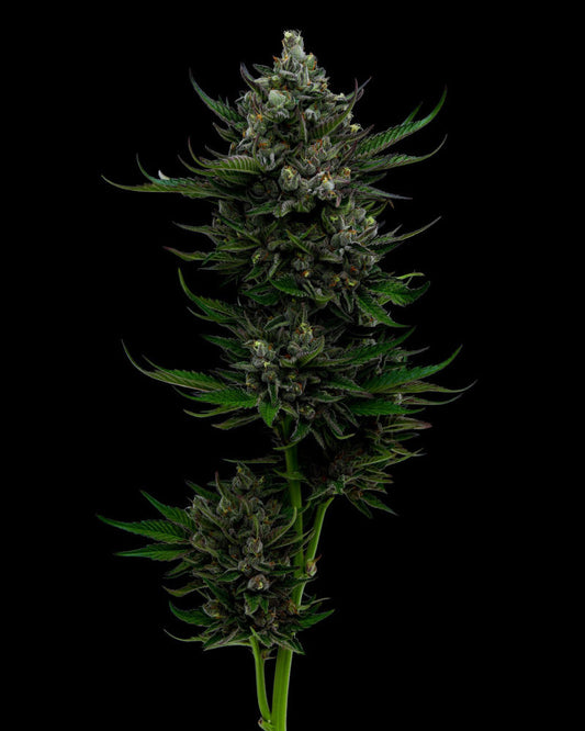 All Gas OG (AUTO)