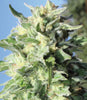 Banana Mango (M/F)