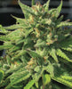 Bigfoot Glue (F)