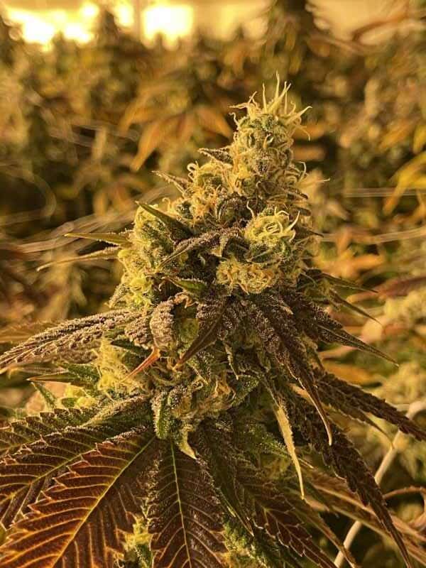 terps and caicos strain